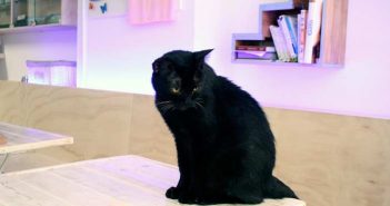 Katzenkaffee Barcelona